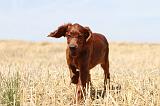 SETTER IRLANDAIS 103